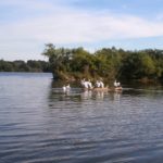 White waterfowl on lake